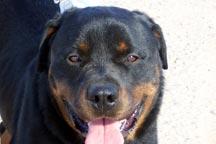 Stud Dogs - Rottweiler