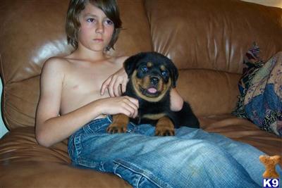 Rottweiler Puppies for Sale