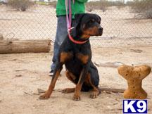 Dogs for Sale