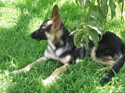 Dogs - German Shepherd