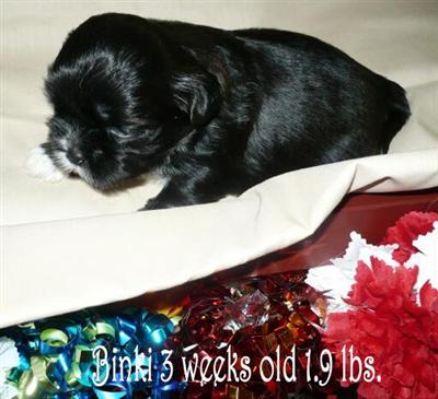 Puppies in NC