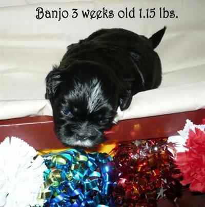 Puppies in NC