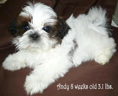 Puppies in NC