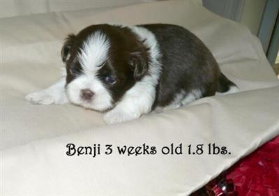 Puppies in NC