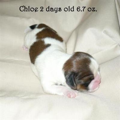 Puppies in NC