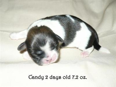 Puppies in NC