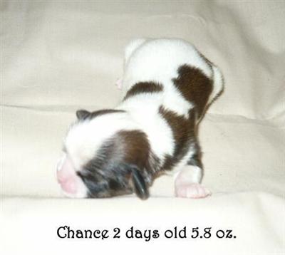Puppies in NC