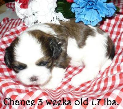 Shih Tzu Puppies for Sale