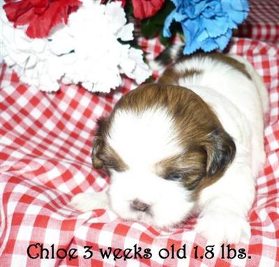 Shih Tzu Puppies for Sale