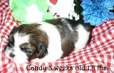 Shih Tzu Puppies for Sale