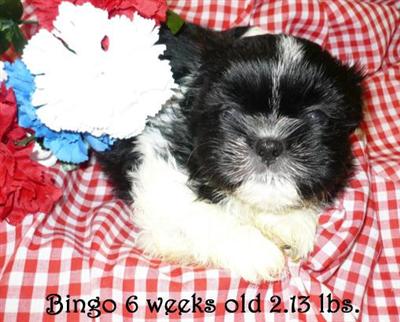 Shih Tzu Puppies for Sale