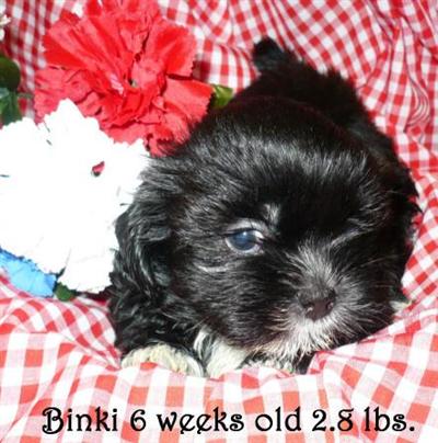 Shih Tzu Puppies for Sale