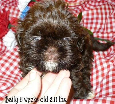Shih Tzu Puppies for Sale