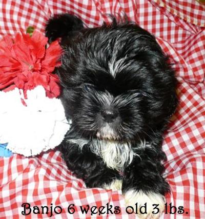 Shih Tzu Puppies for Sale