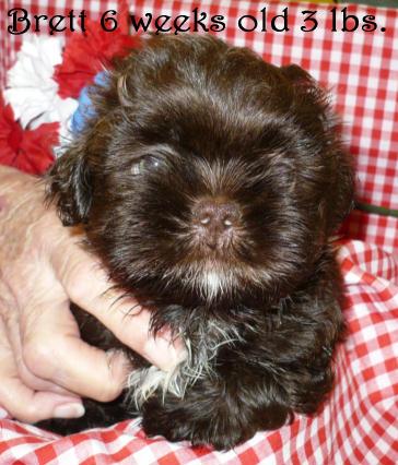 Shih Tzu Puppies for Sale
