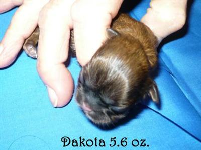 Shih Tzu Puppies for Sale