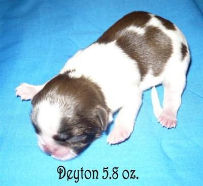 Shih Tzu Puppies for Sale
