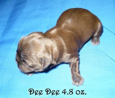 Shih Tzu Puppies for Sale