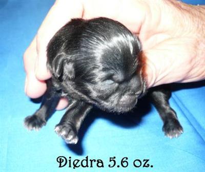 Shih Tzu Puppies for Sale