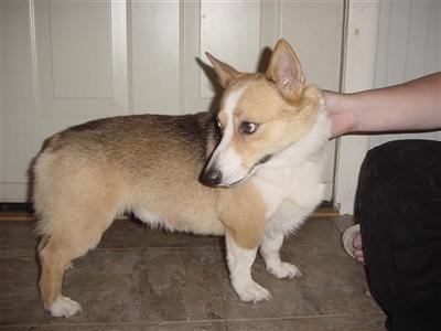 Dogs for Sale in OK