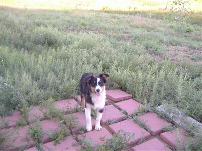 Dogs - Australian Shepherd