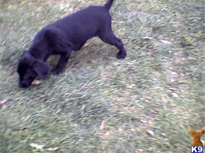 Puppies in MI