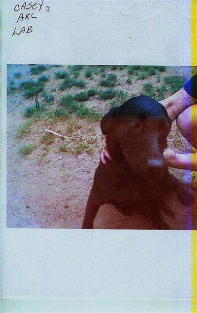 Dogs - Labrador Retriever