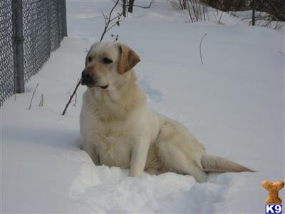 Dogs for Sale in MN