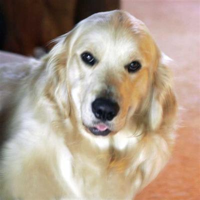 Golden Retriever Puppies for Sale