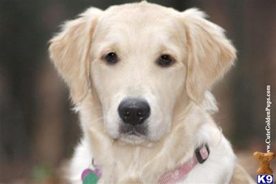 Golden Retriever Puppies for Sale
