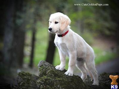 Puppies in NJ
