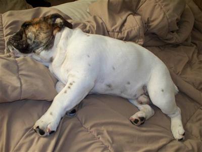 Stud Dogs in OK