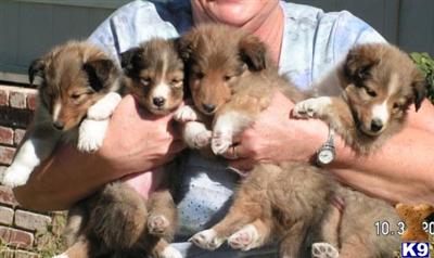 Shetland Sheepdog Puppies for Sale