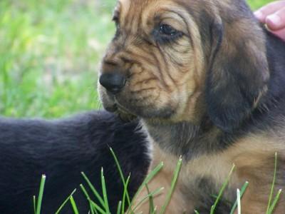 Puppies in WI