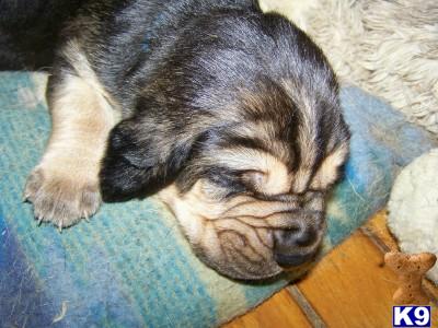 Bloodhound Puppies for Sale