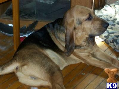 Dogs for Sale