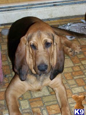 Dogs - Bloodhound