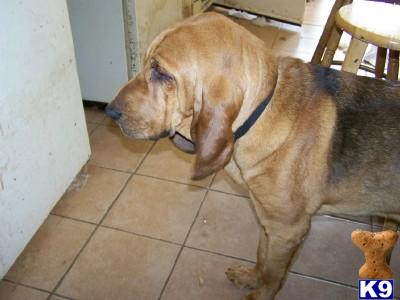 Dogs - Bloodhound