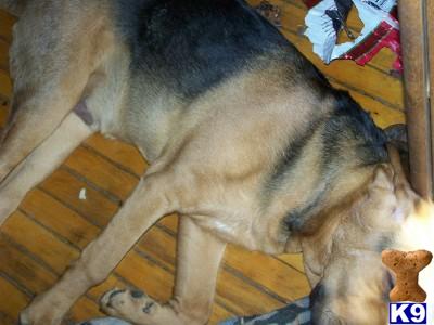 Dogs for Sale