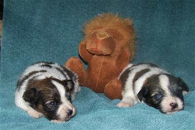 Papillon Puppies for Sale