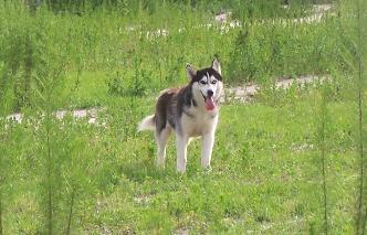 Siberian Husky Puppies for Sale