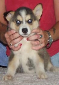 Siberian Husky Puppies for Sale