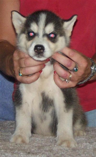 Siberian Husky Puppies for Sale