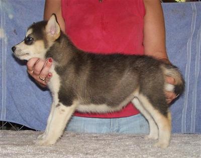 Siberian Husky Puppies for Sale