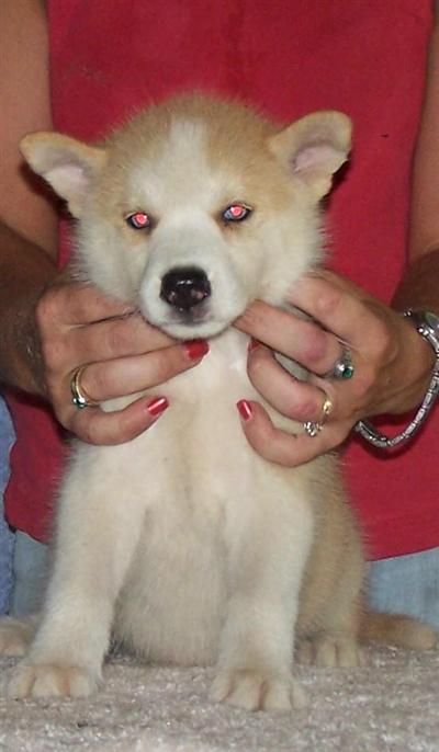 Siberian Husky Puppies for Sale