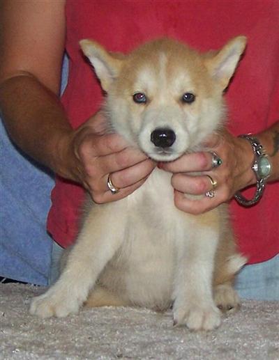 Siberian Husky Puppies for Sale