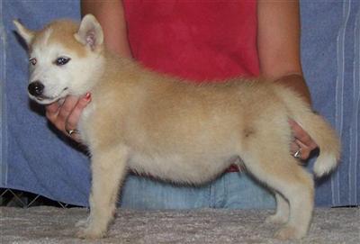 Siberian Husky Puppies for Sale