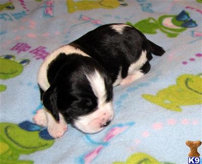 English Springer Spaniel Puppies for Sale