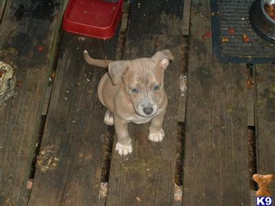 Puppies in VA