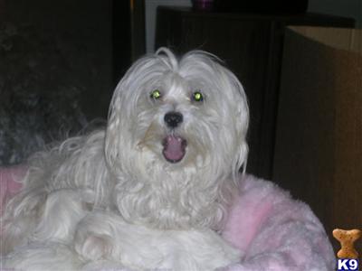 Dogs - Maltese